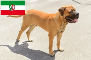 Read more about the article Hodowcy i szczenięta bullmastiff w Nadrenia Północna-Westfalia