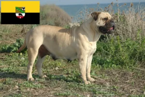 Read more about the article Hodowcy i szczenięta bullmastiff w Saksonia-Anhalt