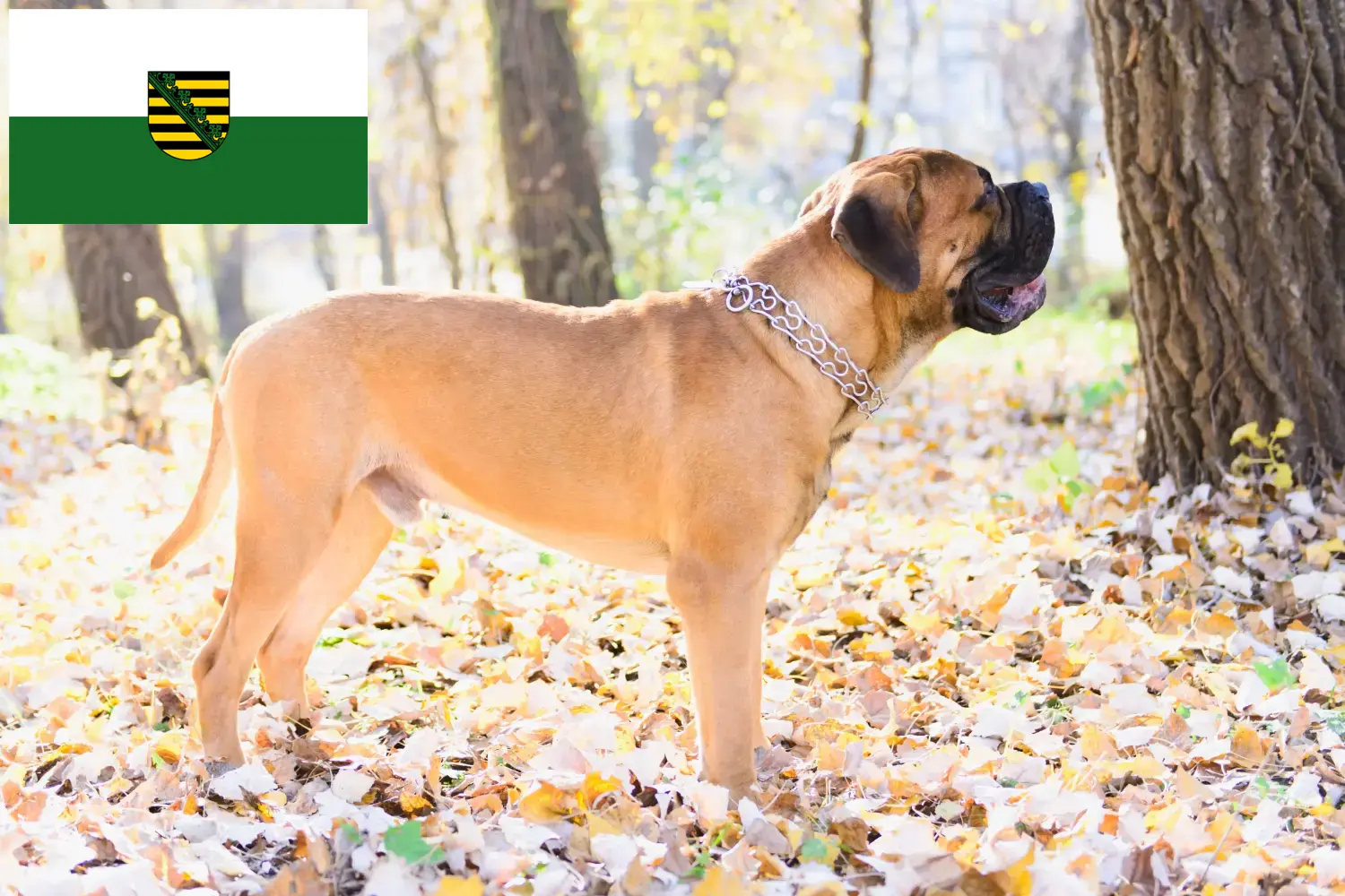 Read more about the article Hodowcy i szczenięta bullmastiff w Saksonia