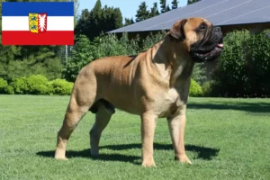 Read more about the article Hodowcy i szczenięta bullmastiff w Szlezwik-Holsztyn