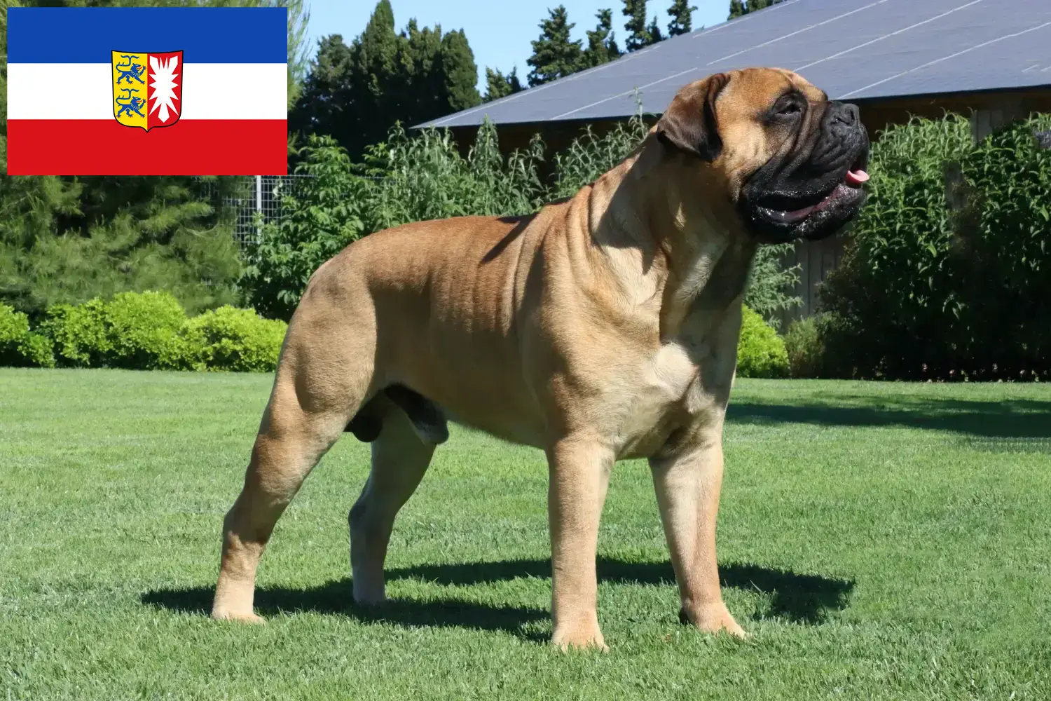 Read more about the article Hodowcy i szczenięta bullmastiff w Szlezwik-Holsztyn