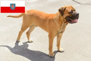 Read more about the article Hodowcy i szczenięta bullmastiff w Turyngia
