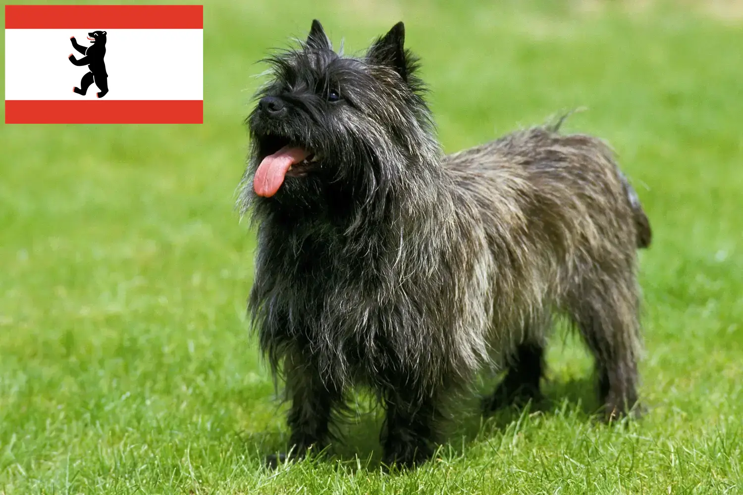 Cairn terrier szczenięta i hodowcy Berlin Tutaj znajdziesz hodowców Cairn terrierów w Berlin.