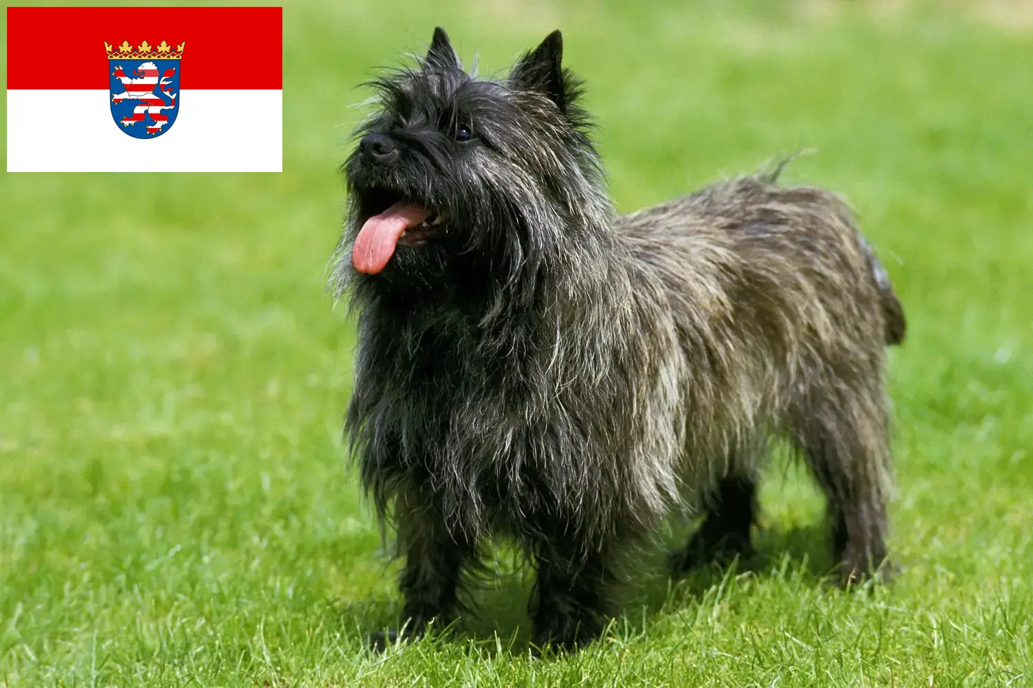 Cairn terrier szczenięta i hodowcy Hesja Tutaj znajdziesz hodowców rasy Cairn terrier w Hesja.