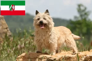 Read more about the article Hodowcy i szczenięta Cairn terrier w Nadrenia Północna-Westfalia