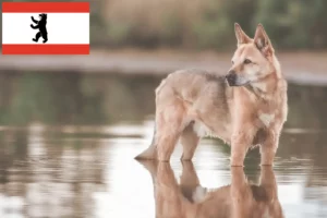 Read more about the article Hodowca psów Canaan i szczenięta w Berlinie