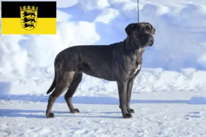 Read more about the article Cane corso włoski hodowcy i szczenięta w Badenia-Wirtembergia