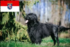 Read more about the article Cão de Agua portugalski hodowcy i szczenięta w Hesja