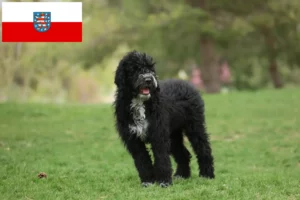 Read more about the article Cão de Agua portugalski hodowcy i szczenięta w Turyngia