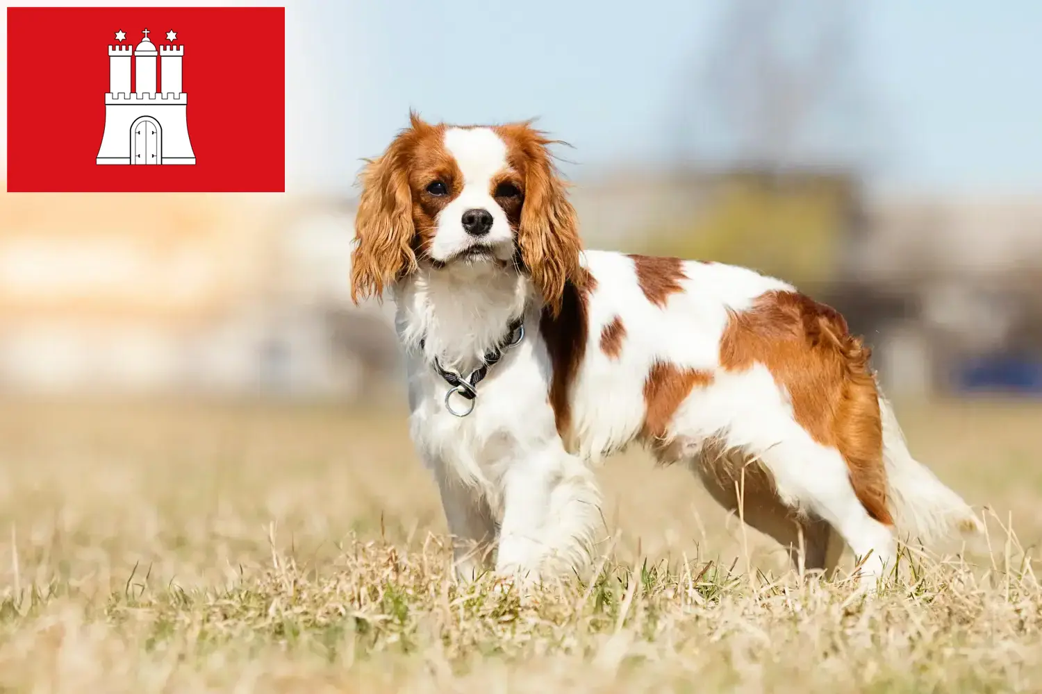 Cavalier King Charles Spaniel szczenięta i hodowca Hamburg Tutaj znajdą Państwo hodowców Cavalier King Charles Spaniel w Hamburg.