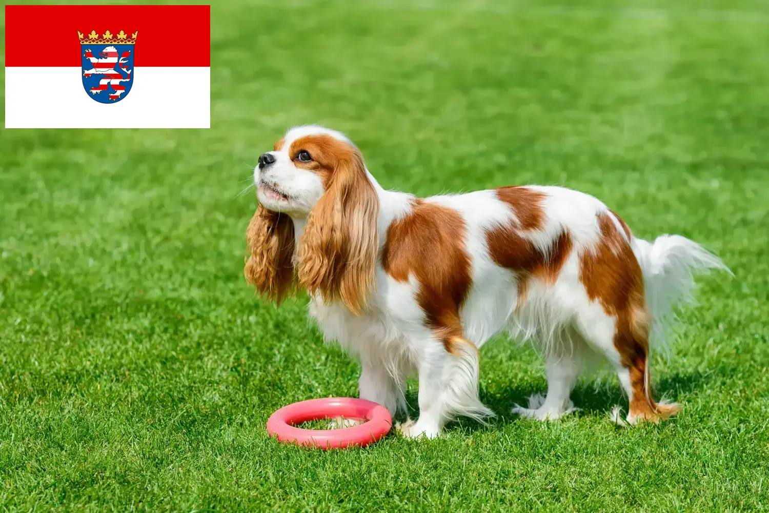 Cavalier King Charles Spaniel szczenięta i hodowca Hesja Tutaj znajdziesz hodowców rasy Cavalier king Charles spaniel w Hesja.