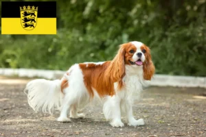Read more about the article Hodowcy i szczenięta Cavalier King Charles Spaniel w Badenia-Wirtembergia