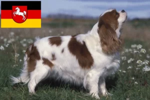 Read more about the article Hodowcy i szczenięta Cavalier King Charles Spaniel w Dolna Saksonia