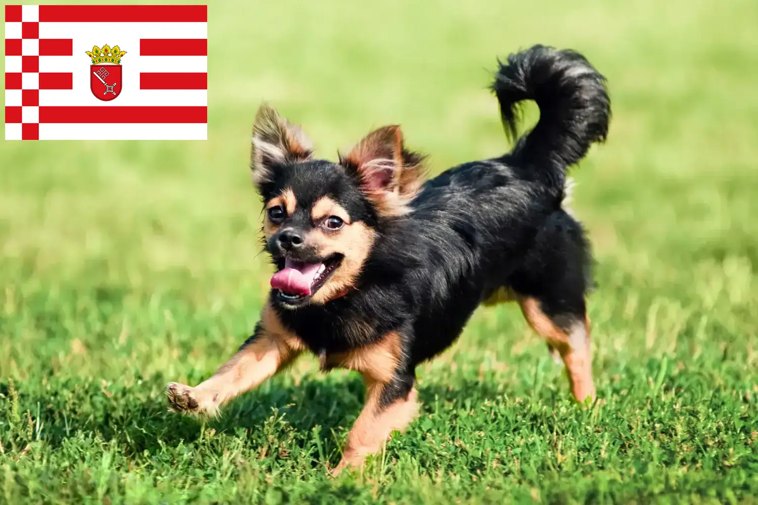 Chihuahua szczenięta i hodowcy Brema Znajdź tutaj hodowców rasy Chihuahua w Brema.