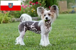 Read more about the article Chiński grzywacz hodowcy i szczenięta w Turyngia