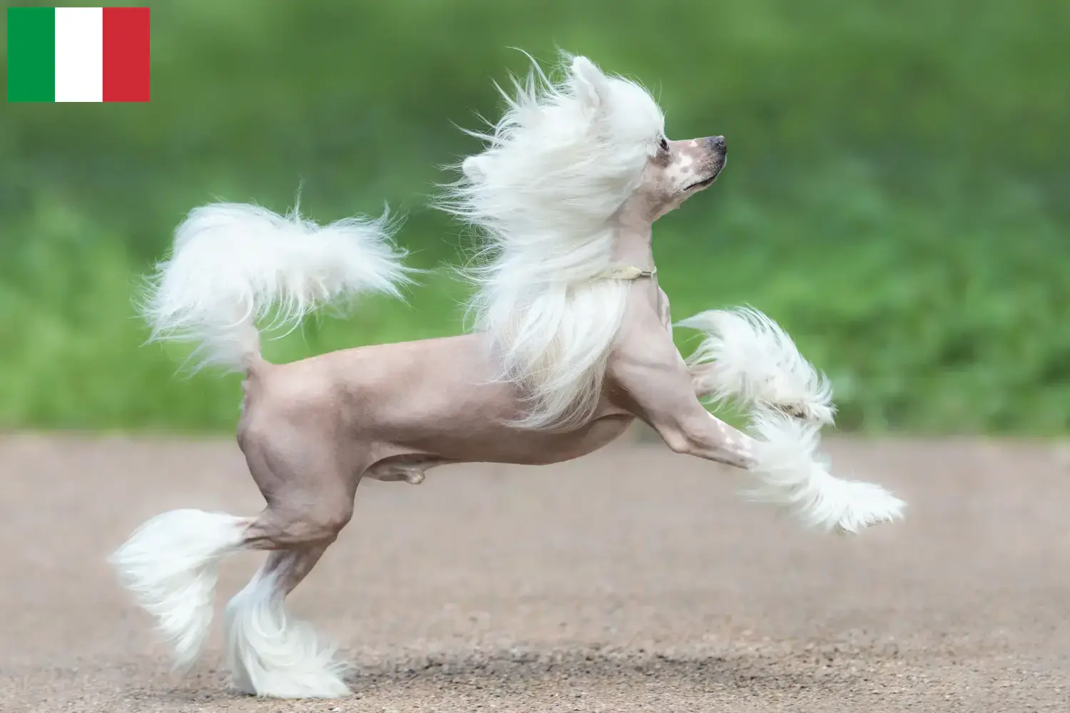 Chiński grzywacz szczenięta i hodowcy Włochy Tutaj możesz znaleźć hodowców Chinese Crested Dog w Włochy.