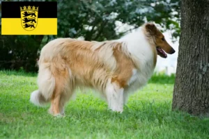 Read more about the article Hodowcy i szczenięta Collie w Badenia-Wirtembergia