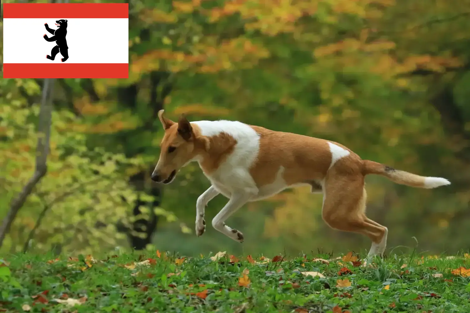 Szczenięta collie i hodowcy Berlin Tutaj znajdziesz hodowców collie w Berlin.