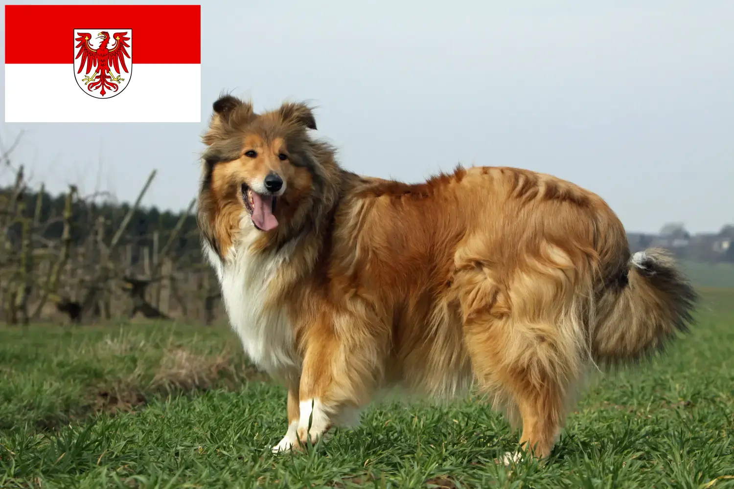 Szczenięta collie i hodowcy Brandenburg Tutaj znajdą Państwo hodowców collie w Brandenburgia.