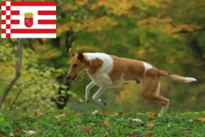 Read more about the article Hodowcy i szczenięta Collie w Brema