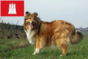 Read more about the article Hodowcy i szczenięta Collie w Hamburg