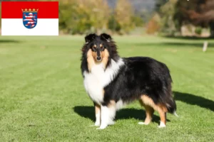 Read more about the article Hodowcy i szczenięta Collie w Hesja