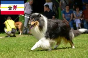 Read more about the article Hodowcy i szczenięta Collie w Meklemburgia-Pomorze Przednie