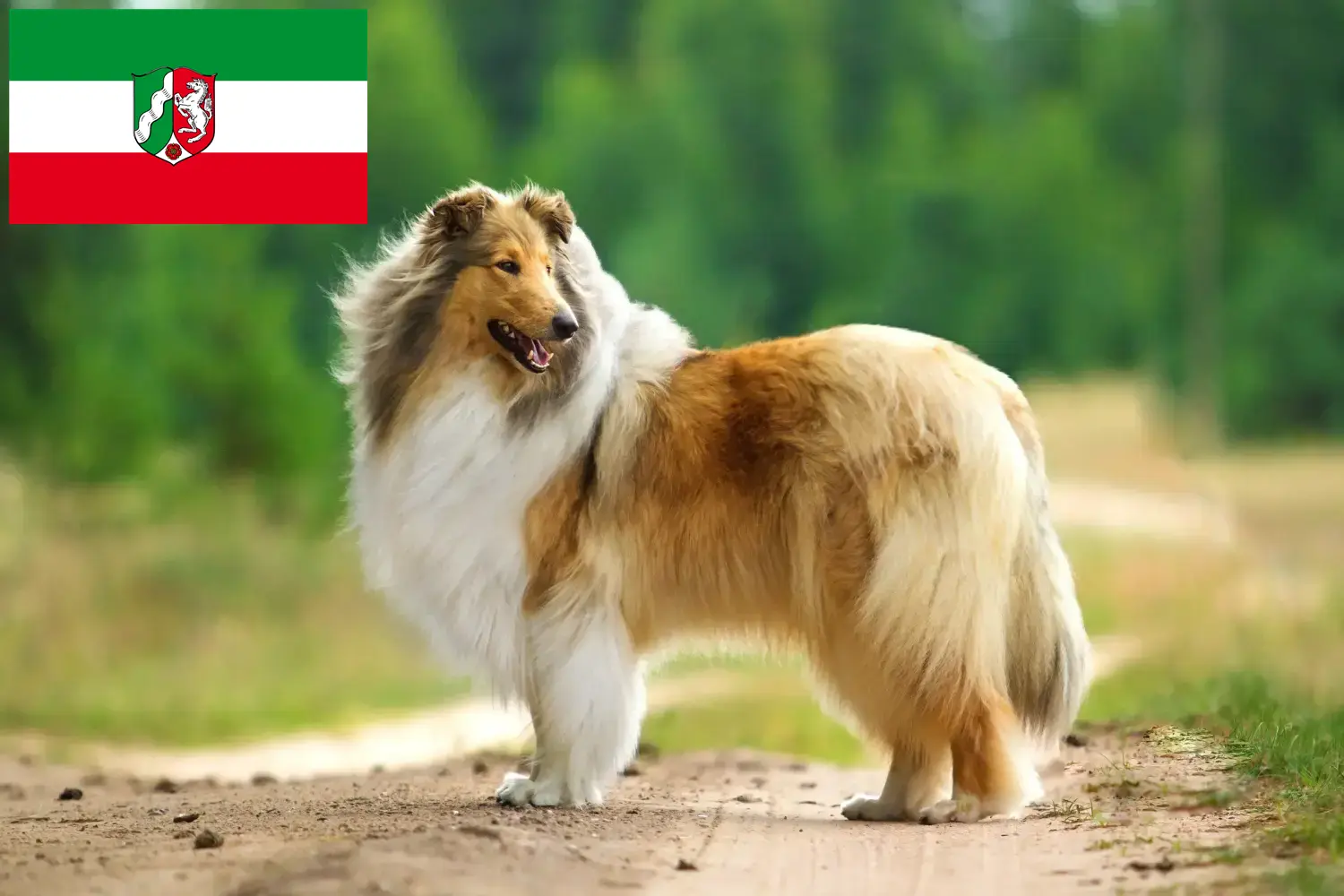 Szczenięta i hodowcy Collie Nadrenia Północna-Westfalia Tutaj znajdziesz hodowców rasy Collie w Nadrenia Północna-Westfalia.