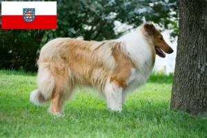 Read more about the article Hodowcy i szczenięta Collie w Turyngia