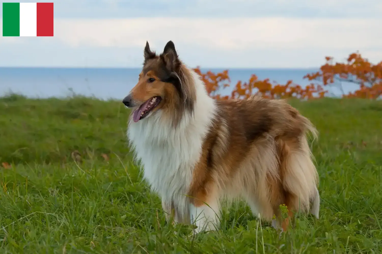 Szczenięta collie i hodowcy Włochy Tutaj znajdziesz hodowców collie w Włochy.