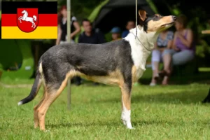 Read more about the article Hodowcy i szczenięta Collie w Dolna Saksonia