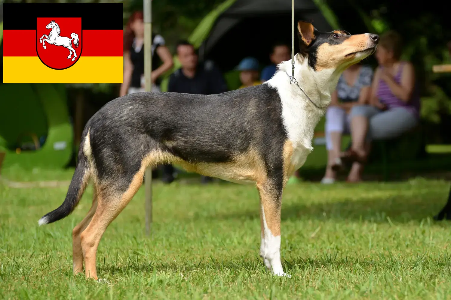 Szczenięta collie i hodowcy Dolna Saksonia Tutaj znajdziesz hodowców rasy Collie w Dolna Saksonia.