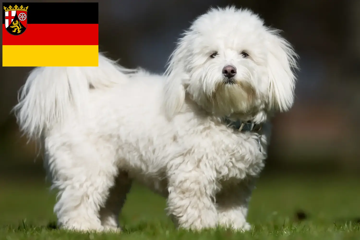 Read more about the article Coton de Tuléar hodowcy i szczenięta w Nadrenia-Palatynat
