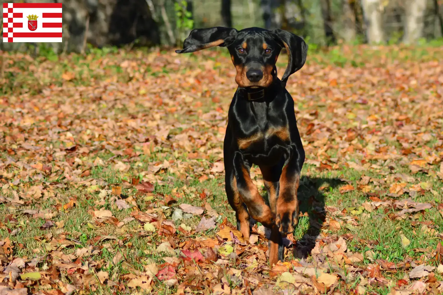 Read more about the article Hodowcy i szczenięta rasy Czarny i podpalany coonhound w Brema
