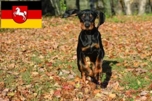 Read more about the article Hodowcy i szczenięta Coonhound czarny i podpalany w Dolna Saksonia