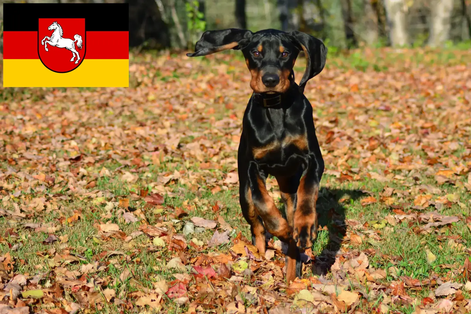 Read more about the article Hodowcy i szczenięta Coonhound czarny i podpalany w Dolna Saksonia