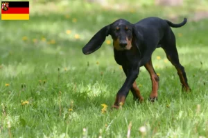 Read more about the article Hodowcy i szczenięta Coonhound czarny i podpalany w Nadrenia-Palatynat