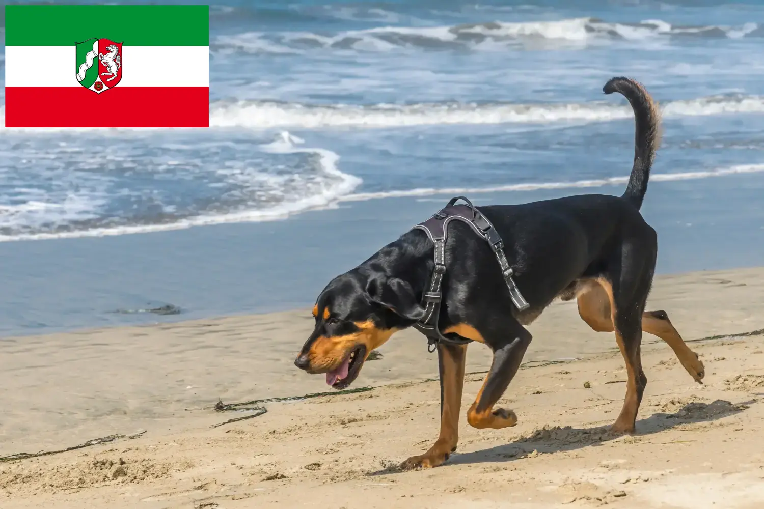 Read more about the article Hodowcy i szczenięta Coonhound czarny i podpalany w Nadrenia Północna-Westfalia