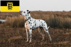 Read more about the article Hodowcy dalmatyńczyków i szczenięta w Badenia-Wirtembergia