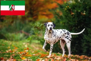 Read more about the article Hodowcy dalmatyńczyków i szczenięta w Nadrenia Północna-Westfalia