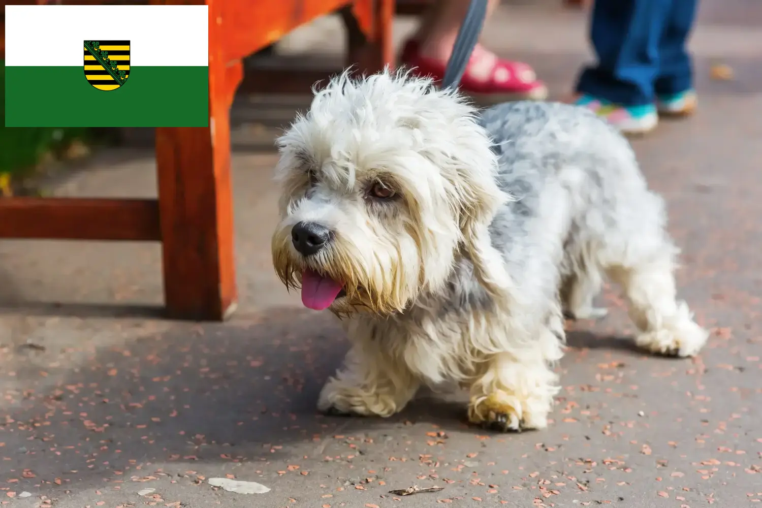 Read more about the article Hodowcy i szczenięta Dandie Dinmont Terrier w Saksonia
