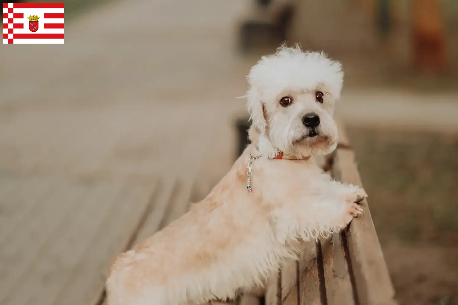 Dandie Dinmont Terrier szczenięta i hodowcy Brema Tutaj znajdą Państwo hodowców Dandie Dinmont terrier w Brema.