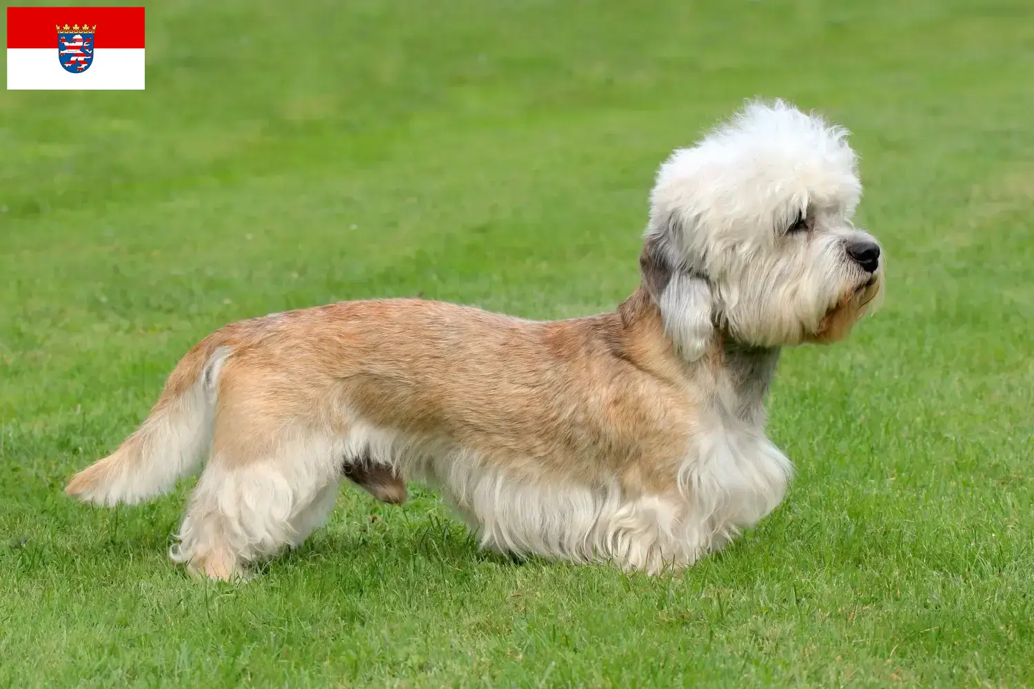 Dandie Dinmont Terrier szczenięta i hodowcy Hesja Tutaj znajdą Państwo hodowców Dandie Dinmont terrier w Hesja.