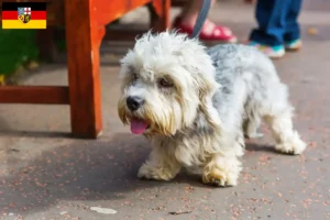 Read more about the article Hodowcy i szczenięta Dandie Dinmont Terrier w Kraj Saary