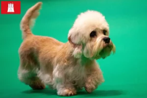 Read more about the article Hodowcy i szczenięta Dandie Dinmont Terrier w Hamburg