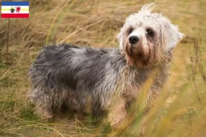 Read more about the article Hodowcy i szczenięta Dandie Dinmont Terrier w Meklemburgia-Pomorze Przednie