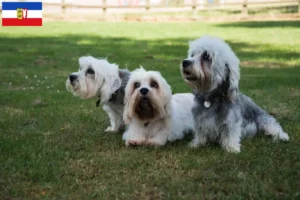 Read more about the article Hodowcy i szczenięta Dandie Dinmont Terrier w Szlezwik-Holsztyn