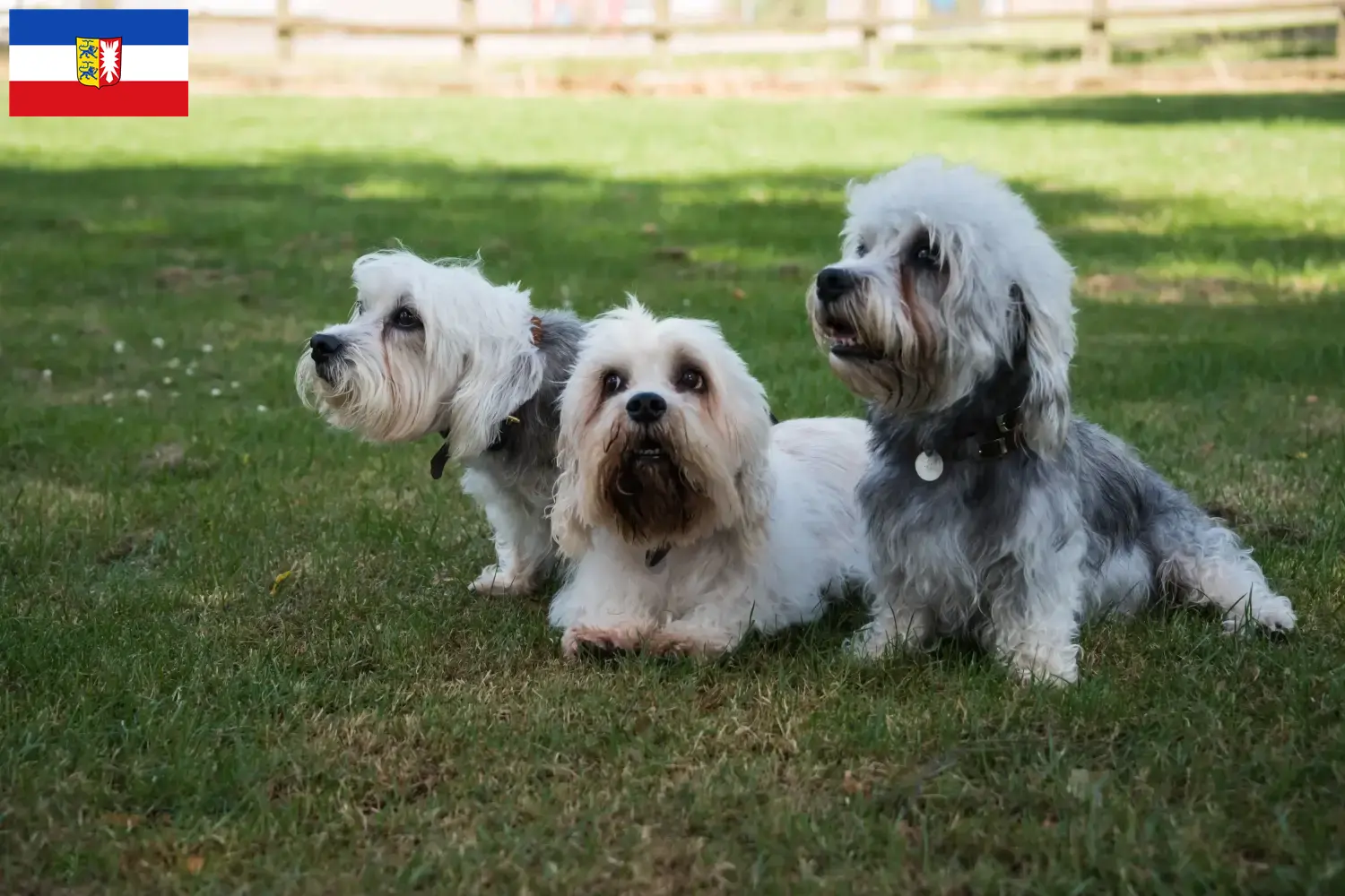 Read more about the article Hodowcy i szczenięta Dandie Dinmont Terrier w Szlezwik-Holsztyn