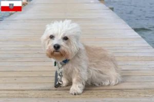 Read more about the article Hodowcy i szczenięta Dandie Dinmont Terrier w Turyngia