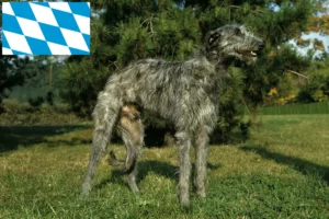 Read more about the article Hodowcy psów gończych i szczenięta w Bawaria